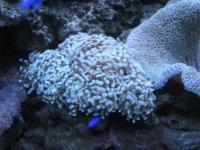 ankor coral.jpg