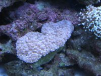 pink coral.jpg