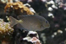 fish.jpg