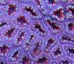 PurpleCenters_Post.jpg