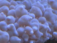 coral close up.jpg
