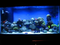 fish tank 251.jpg