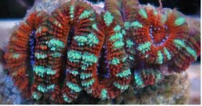 Acan.JPG