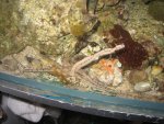 Starfish lovemaking1.jpg