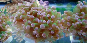 frogspawn 2.jpg