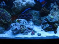 new tank pics 259.jpg