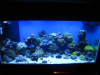 new tank pics 263.jpg