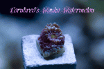 IMG_1867-1.gif