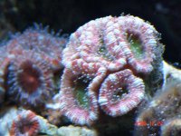 ACAN7.jpg