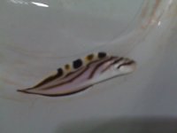 fish.jpg