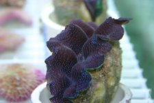 Clams 002.jpg