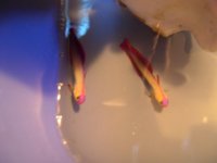 FIRE FISH 001.jpg