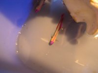 FIRE FISH 002.jpg