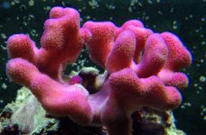 StylophoraPistillata2.jpg