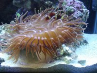 anemone.JPG