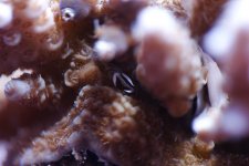 Polyp Extension.jpg