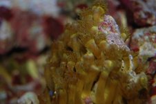 Yellow Polyps.jpg