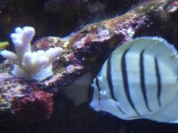 lymphocystis convict tang.JPG