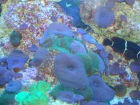 Blue-Purple Shroom and Green Shrooms under actinics.jpg