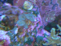 Blue Hux Button Polyps.jpg