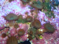 Green Button Polyps.jpg