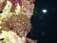 Green Star Polyps.jpg
