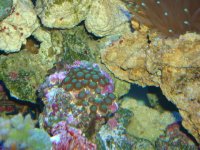 Green Zoanthids.jpg