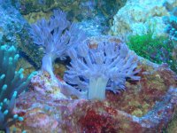 Pulsing Xenia.jpg