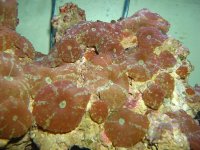 Red Metalic Mushroom.jpg