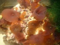 Red Mushrooms.jpg