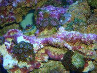Various Zoanthids.jpg