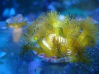 Yellow Polyps.jpg