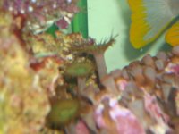 Yellow-Green Cat Eye Button Polyp.jpg