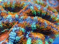 Acan Under Actinic and more 12000K LEDs C DSC01091 copy.jpg
