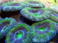 Acan Under Actinic and more 12000K LEDs B DSC01063 copy.jpg