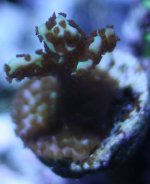 sps_id.jpg