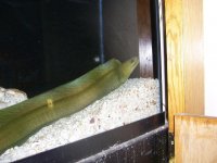 green morey eel 4.jpg