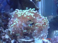 green torch coral.JPG