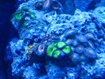 elos tank pics 016.jpg