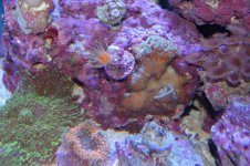 DSC_0396.jpg