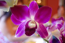 Orchids_1.jpg