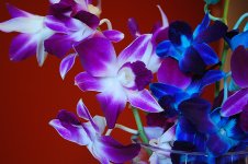 Orchids_3.jpg