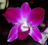 Orchids_6.jpg