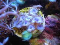 fish tank 1 005.jpg