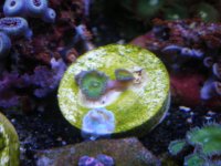 fish tank 1 011.jpg