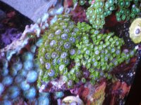 fish tank 1 021.jpg