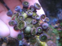 fish tank 1 023.jpg
