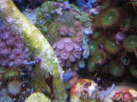 fish tank 1 033.jpg