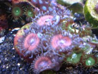 fish tank 1 034.jpg