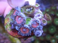 fish tank 1 036.jpg
